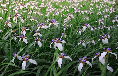 《地下城与勇士 决斗》小魔女宣传片 哥特萝莉参战